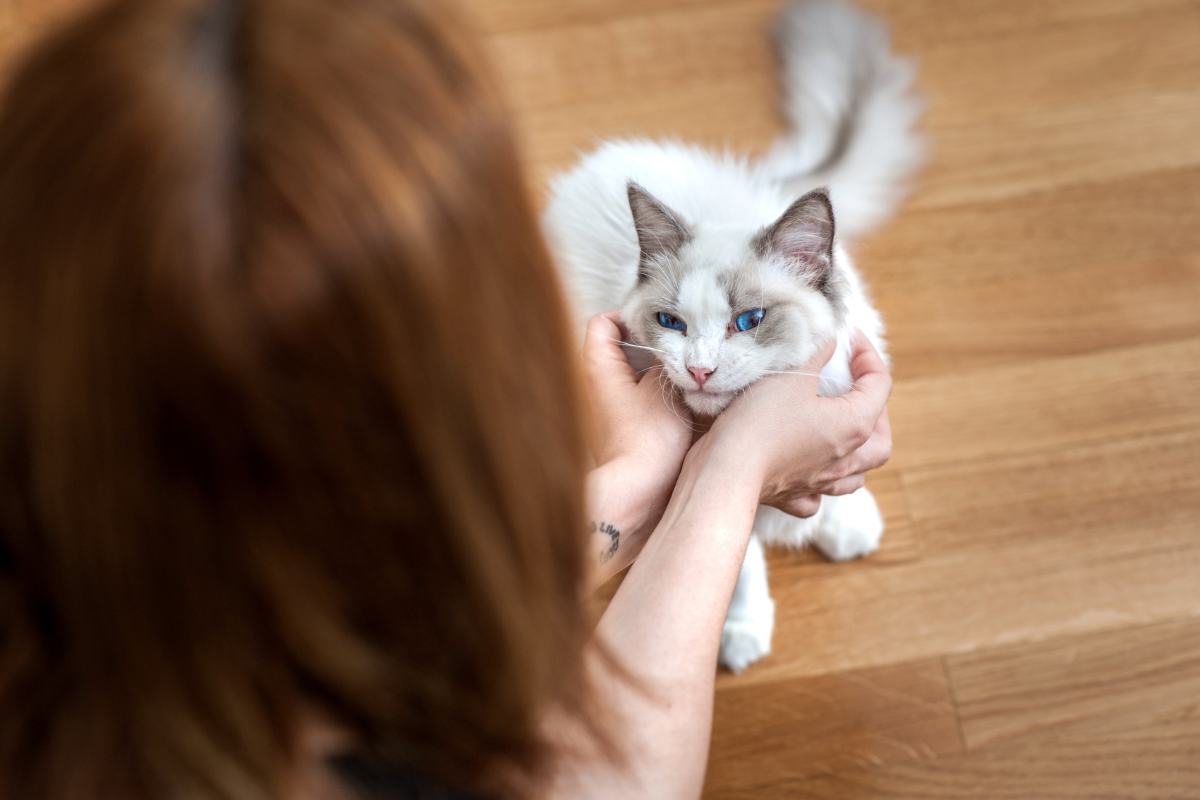 come muove la coda il gatto