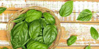 basilico come farlo sopravvivere