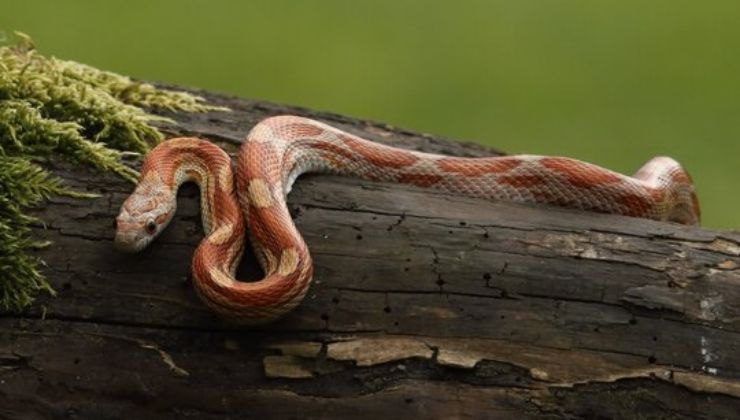 Viene fermata dalla dogana per il trasporto dei serpenti