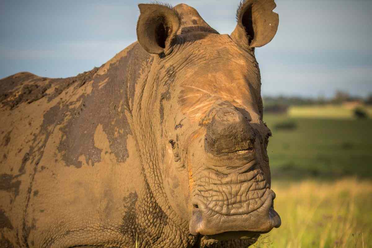 Perchè l'uomo schiavizza la natura?