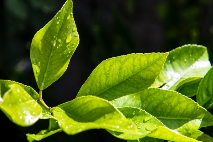 come riutilizzare foglie limoni