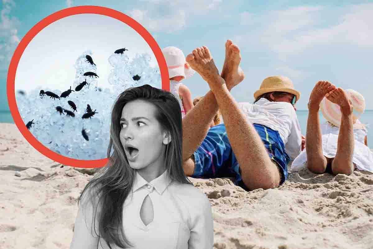Le persone in spiaggia potrebbero essere attaccate dalle pulci di mare