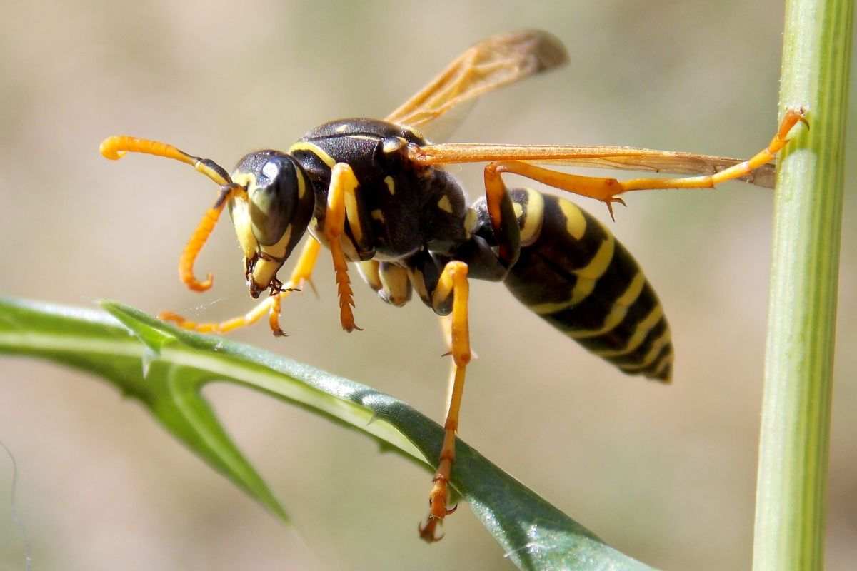 Come allontanare le vespe: conosci questo metodo naturale?