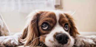 Come portare il nostro animale domestico in viaggio con noi in aereo