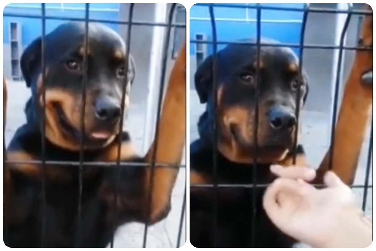 Qual è la reazione del rottweiler alla carezza