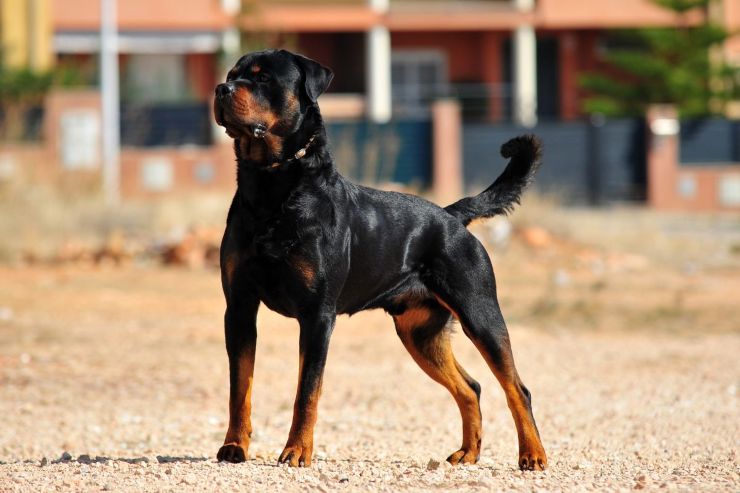 Cosa fa il Rottweiler nel video virale