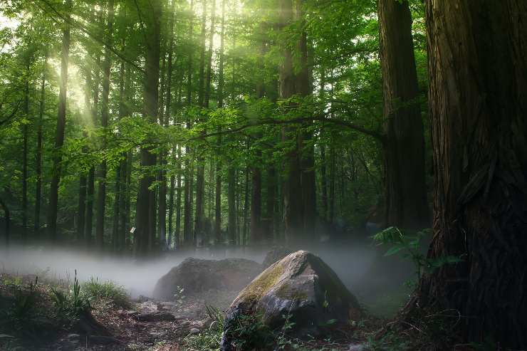 Fare il bagno nel bosco, senz'acqua: la nuova pratica