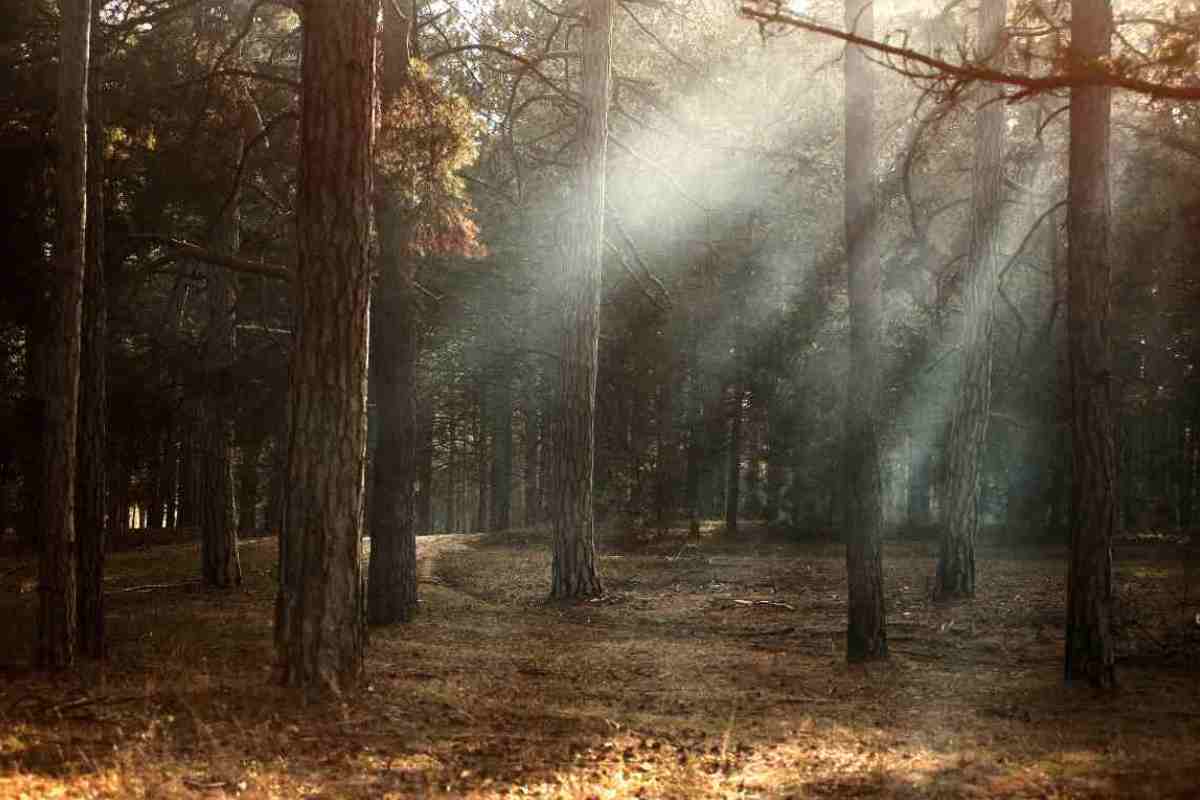 Altro che bagno al mare devi farlo nel bosco