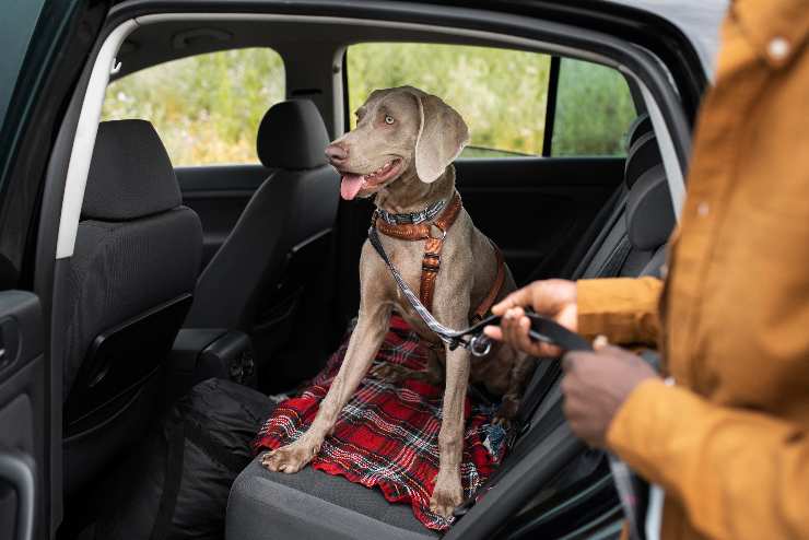 Portare il cane in vacanza