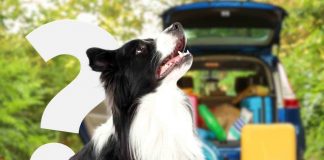 Vacanze estive con i cani