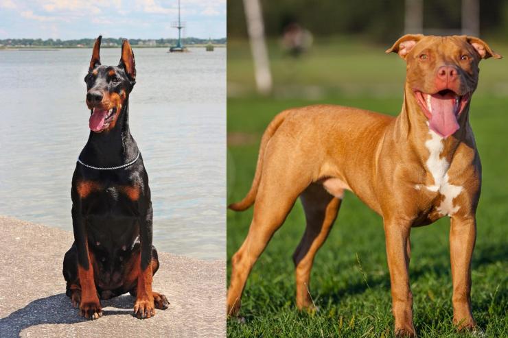 Dobermann vuole rubare cibo a Pitbull reazione