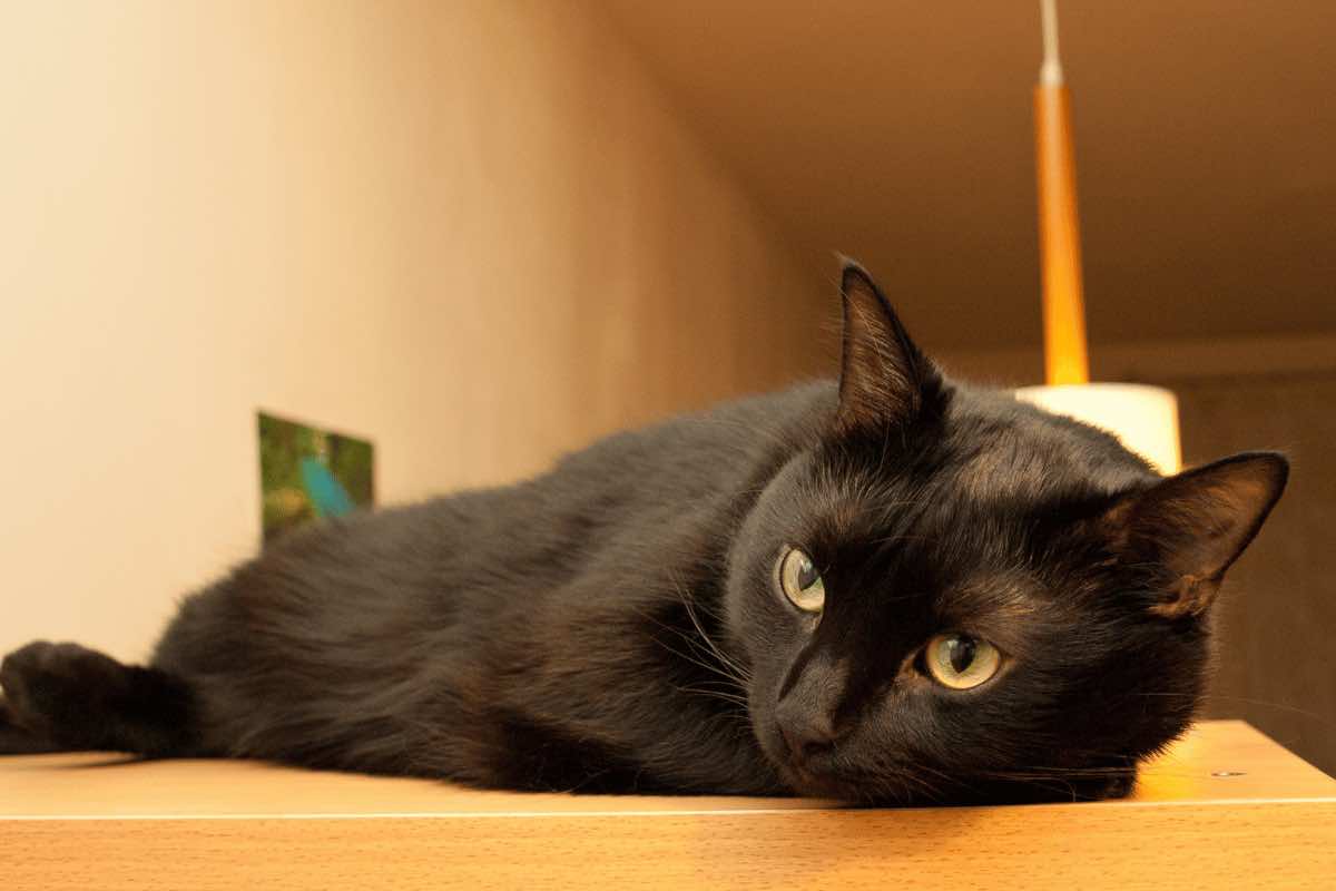Gatto nero, perché si crede porti sfortuna: storia e superstizione
