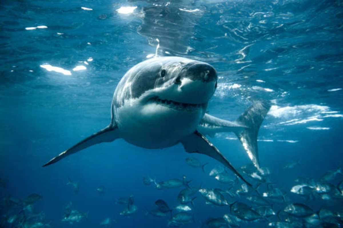 Avvistato uno squalo in Sardegna