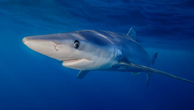 Avvistato uno squalo in Sardegna