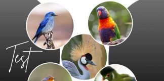 Test dell’uccello