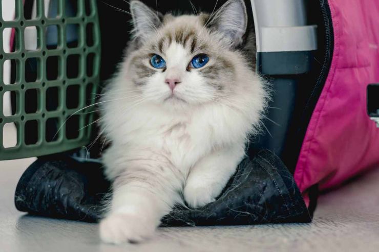 Le regole per portare cane e gatto in treno