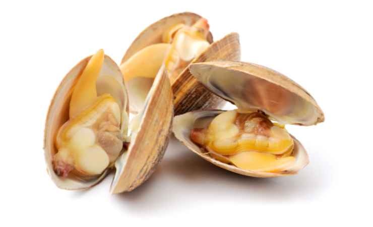 vongole contaminate dalla saxitossina