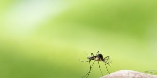 Zanzare, come allontanarle assordandole