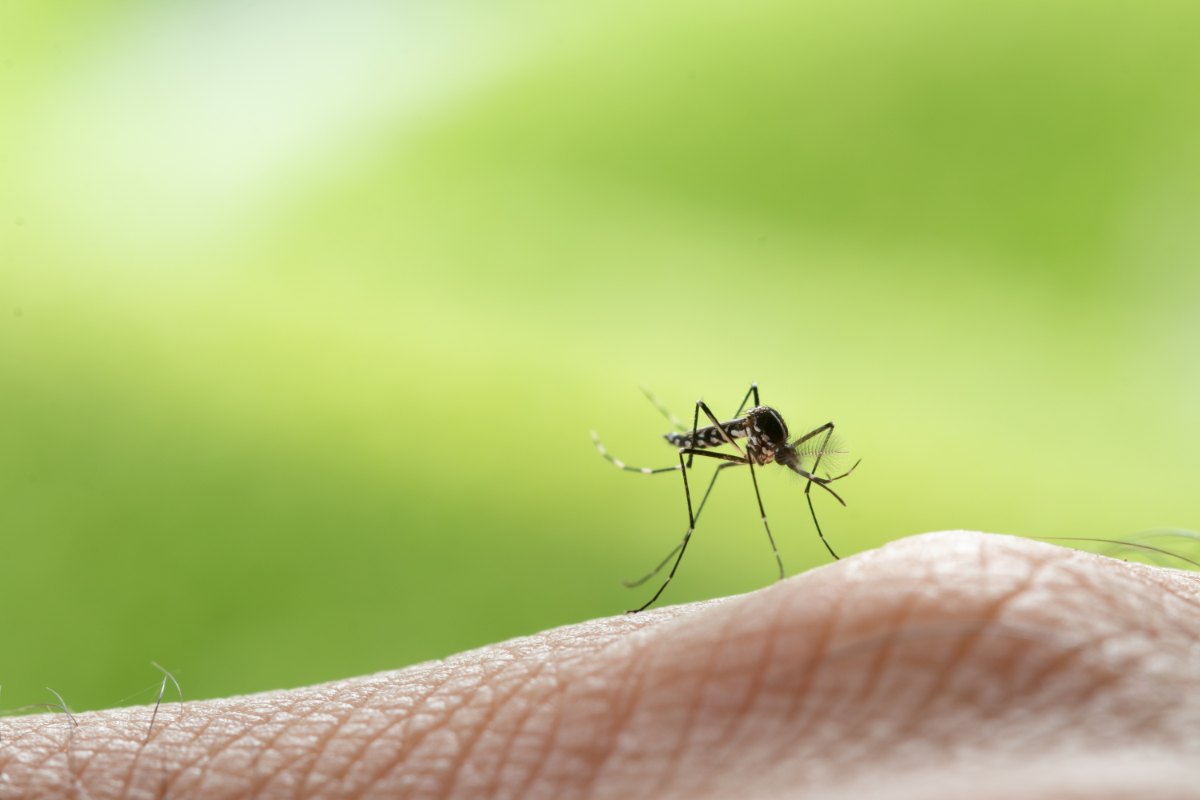 Zanzare, come allontanarle assordandole