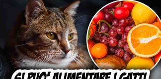 Alimentare gatti con la frutta? Risposta