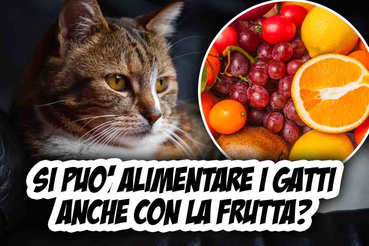 Alimentare gatti con la frutta? Risposta