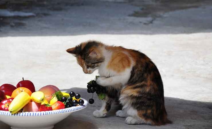 Quale frutta possono mangiare i gatti