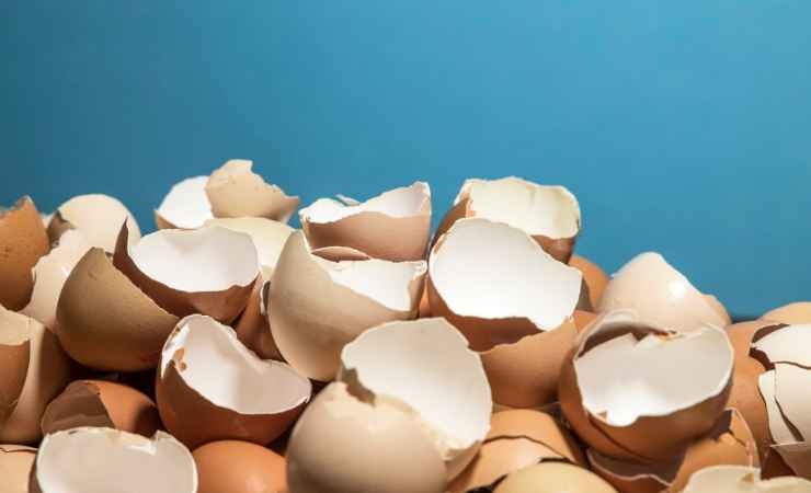 Riutilizzare i gusci delle uova come fertilizzante