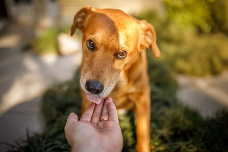 Il cane più viziato di sempre