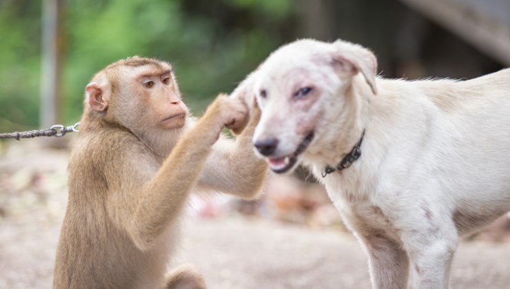 cane e scimmia: ecco che cosa è successo tra loro