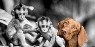 Cane e scimmia: il video virale fa impazzire il web