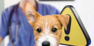 se cane muove orecchie attenzione: cosa dicono veterinari