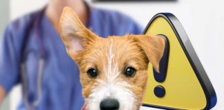 se cane muove orecchie attenzione: cosa dicono veterinari