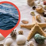perché si sente il mare dalle conchiglie