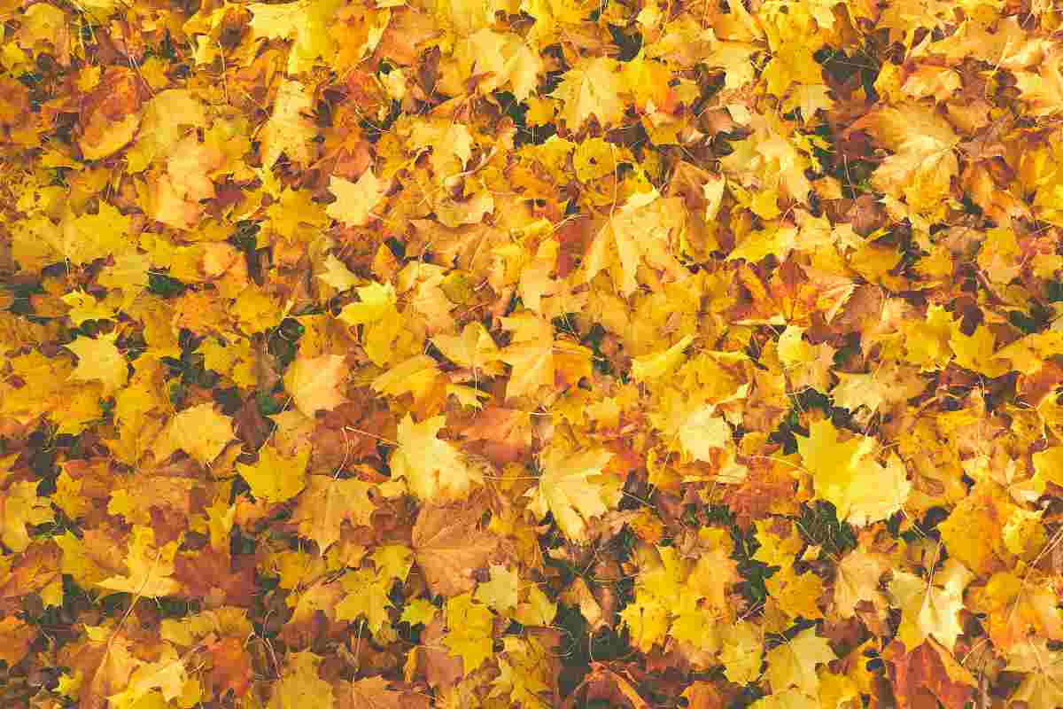 Foliage, dove vederlo in Italia