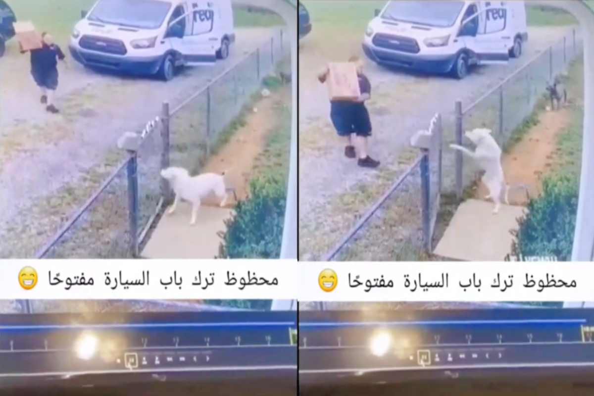 Cane insegue uomo, video virale