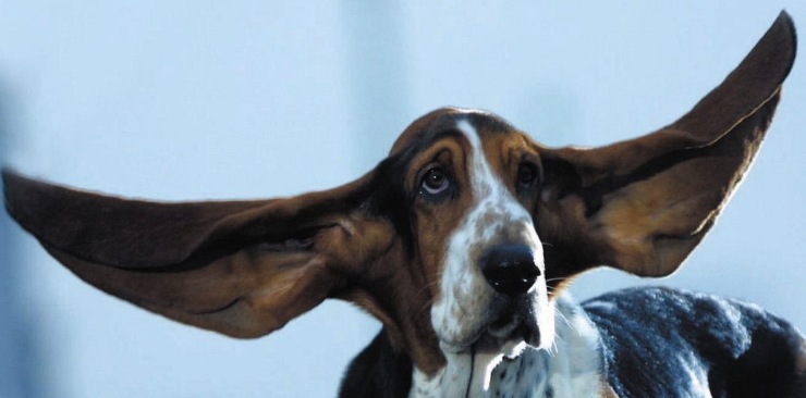 movimento orecchie cane: sintomo malattia