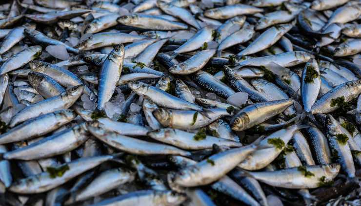 Il pesce fresco è uguale a quello congelato?