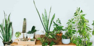 piante appartamento tossiche