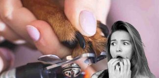 tagliare unghie cani