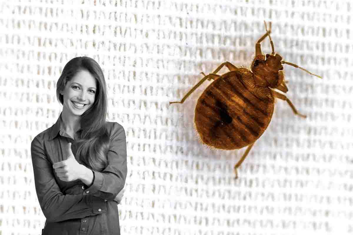 Le cimici da letto possono essere prevenute