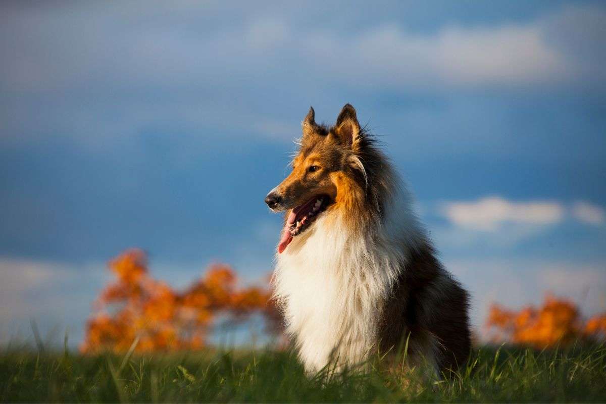 un uomo giapponese travestito da cane
