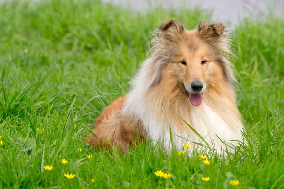 In Giappone un uomo si è fatto realizzare un costume da collie