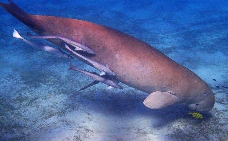 Le sirene esistono davvero: ecco una foto del Dugongo