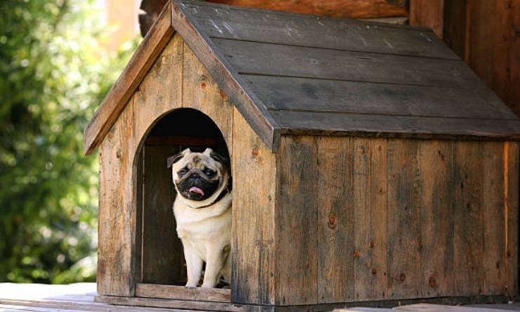 Come richiedere il bonus animali domestici