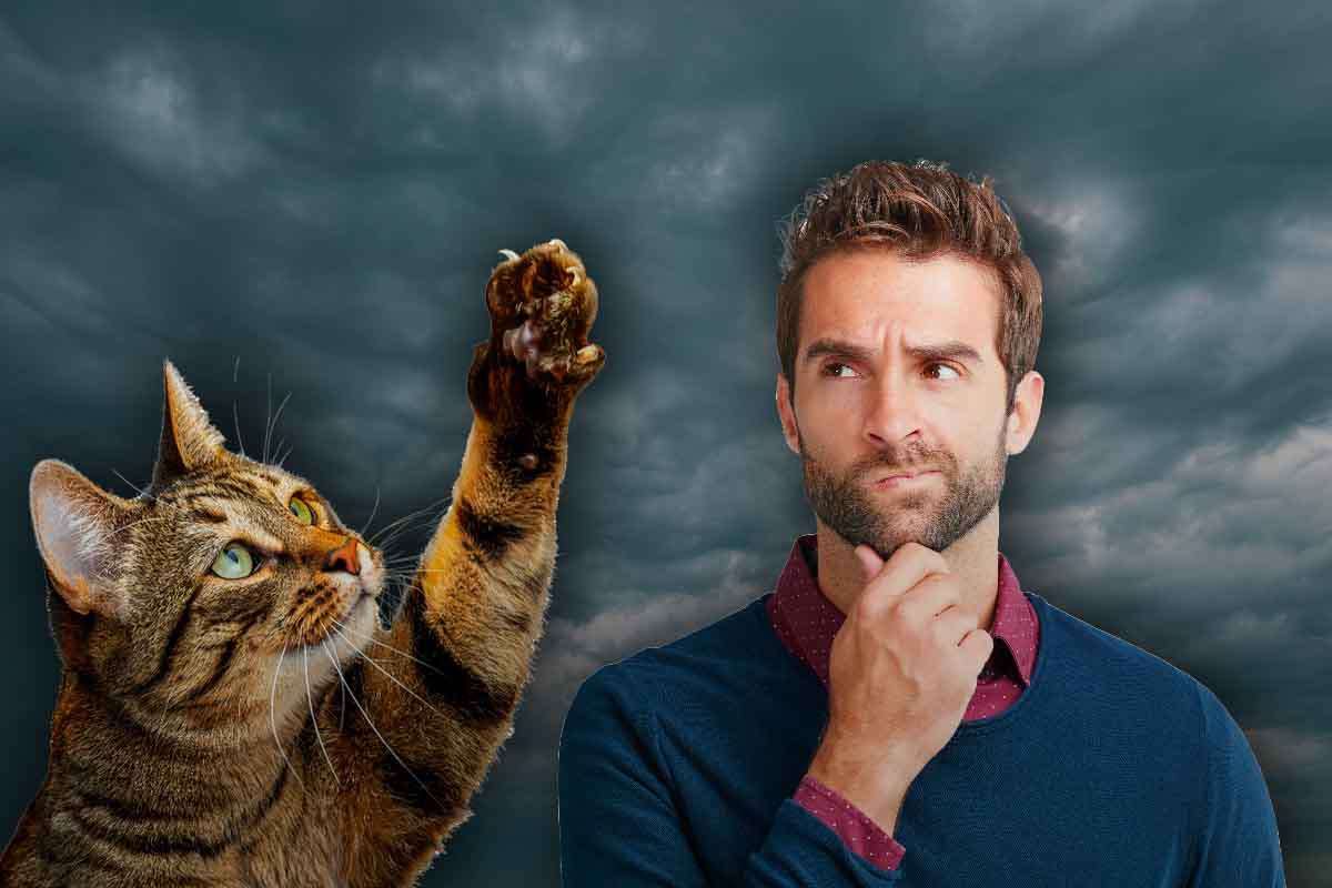 Il gatto sa quando piove: ecco perché