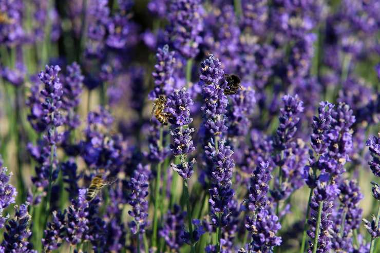 come togliere negatività casa: oli alla lavanda