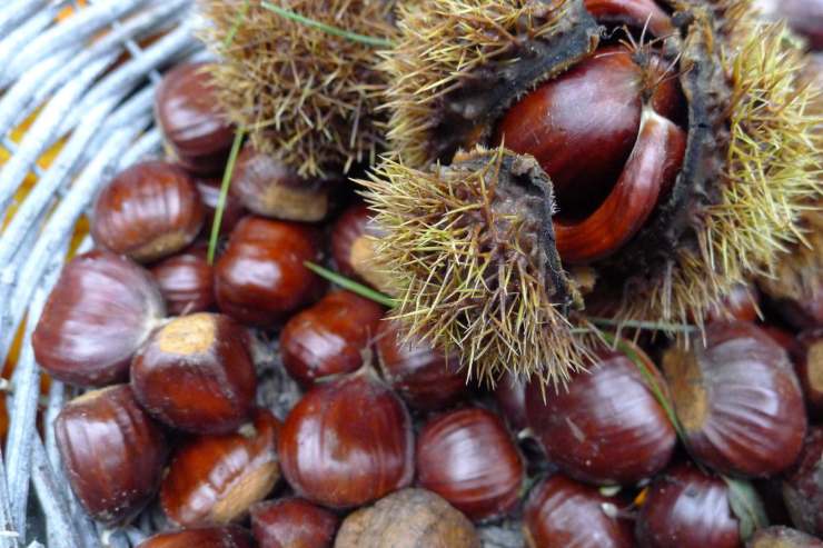 Dove raccogliere castagne a Roma