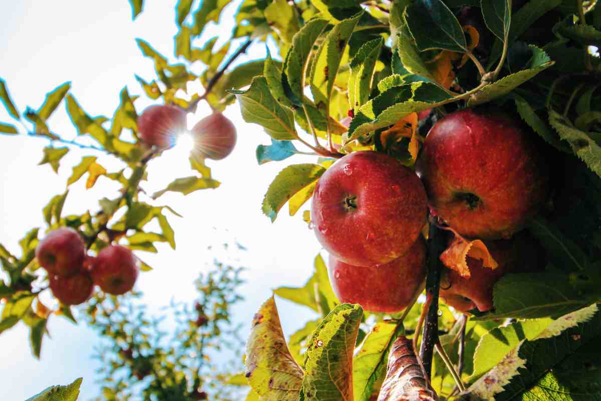 potare meli dicembre