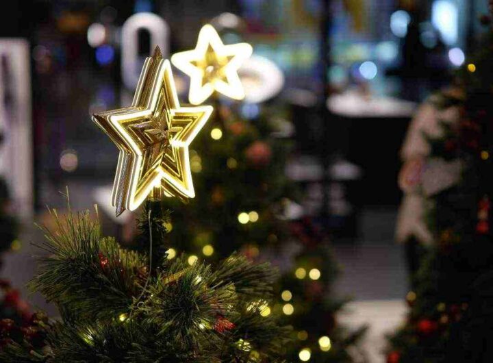 Stella di Natale, se si rompe un rametto non devi buttarlo, tutti i dettagli